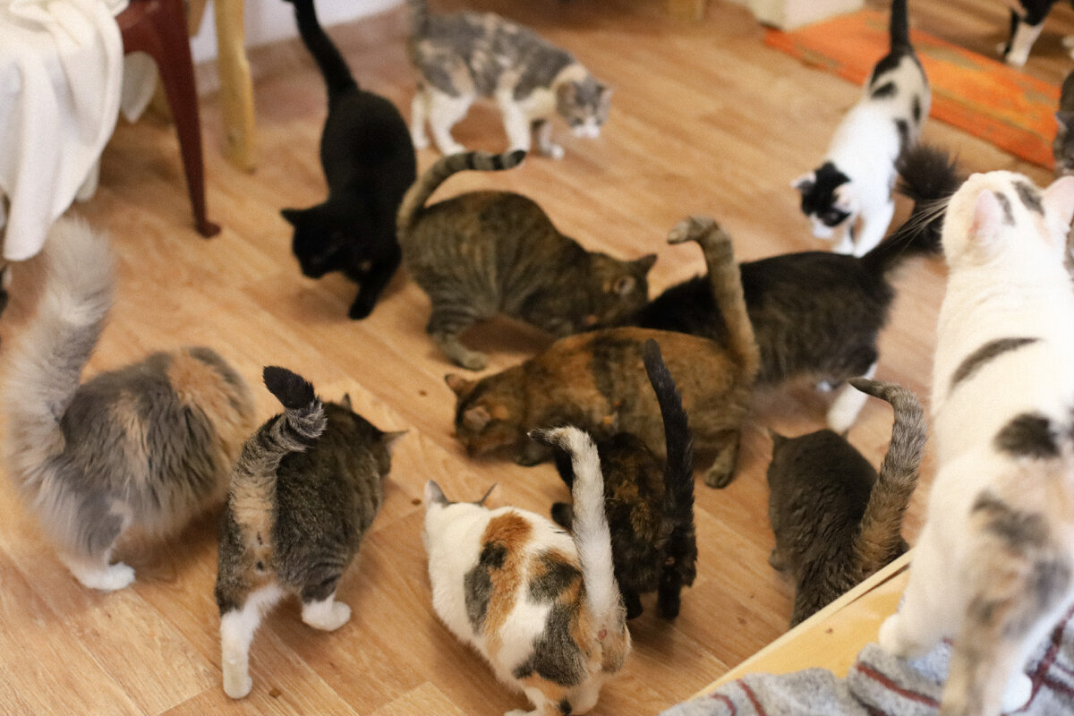 Наши подопечные любят внимание и вкусняшки!