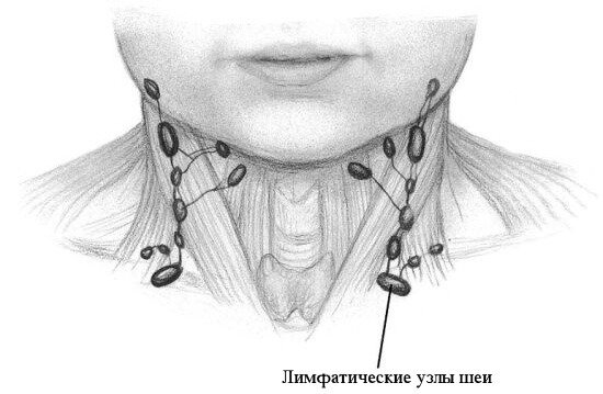 Расположение лимфоузлов на шее спереди схема