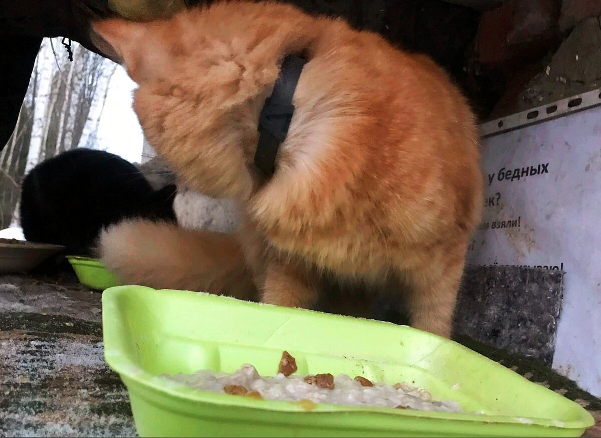 Первое появление Рыжика на известной в городе теплотрассе