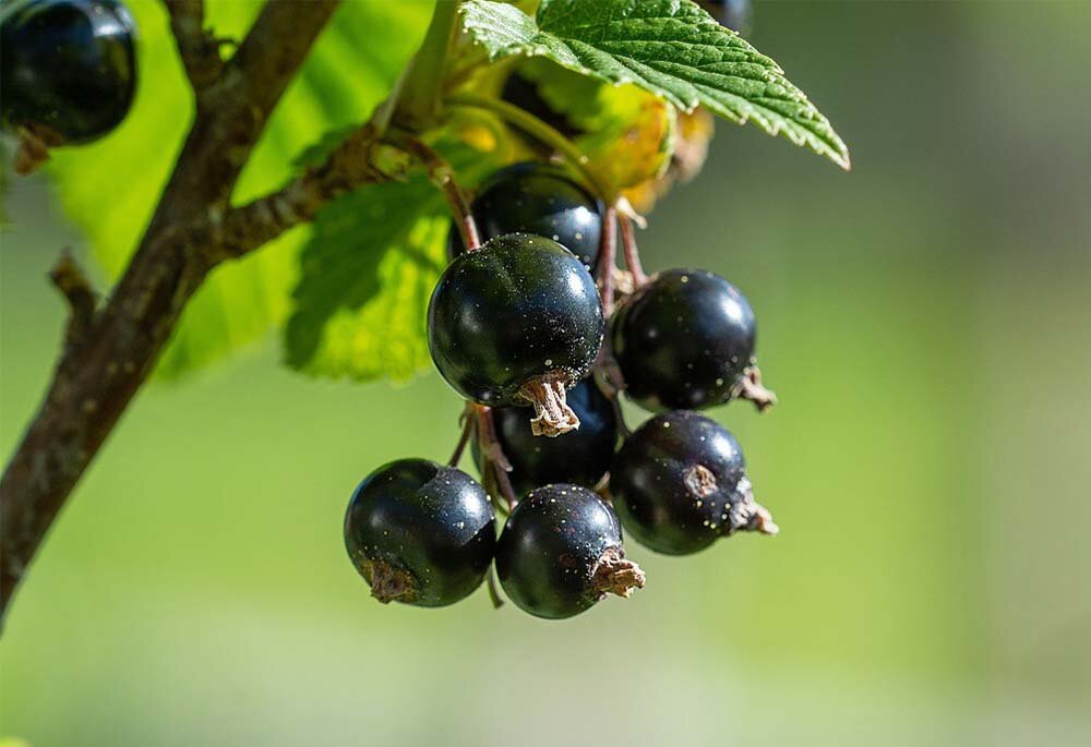 Фото: pixabay.com