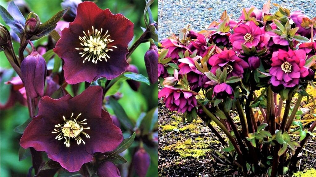 Морозостойкие многолетние цветы для тенистого сада | GardenLife | Дзен