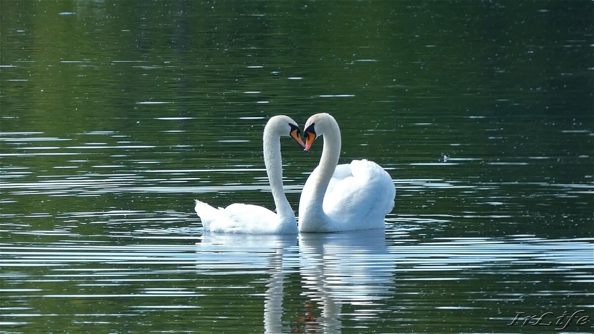 Георгий и Айседора. 24 июня 2022 г.