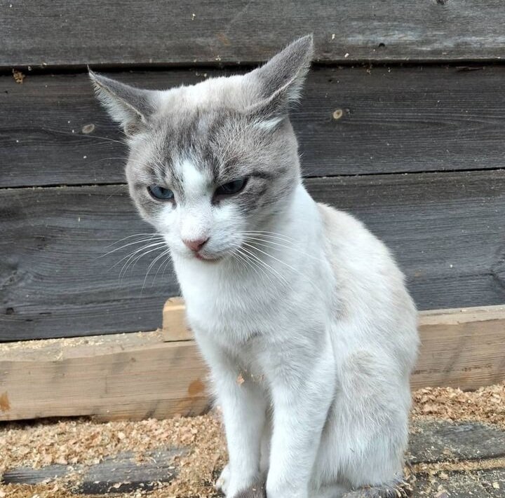 Кот Лёня
