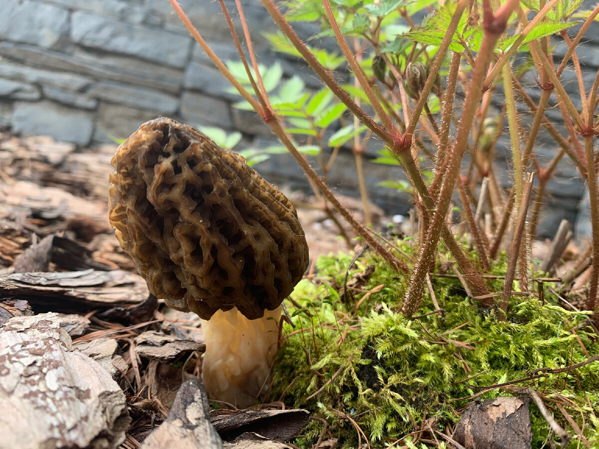 Фото из моего сада