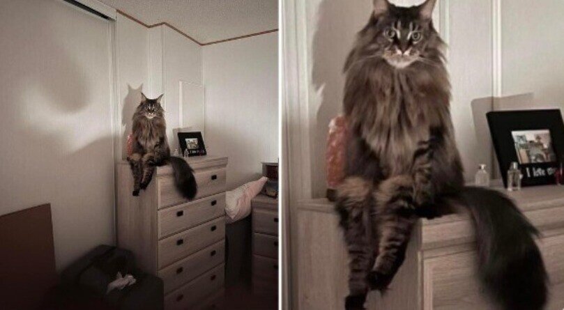 14 котов, которые ведут себя как полные чудаки