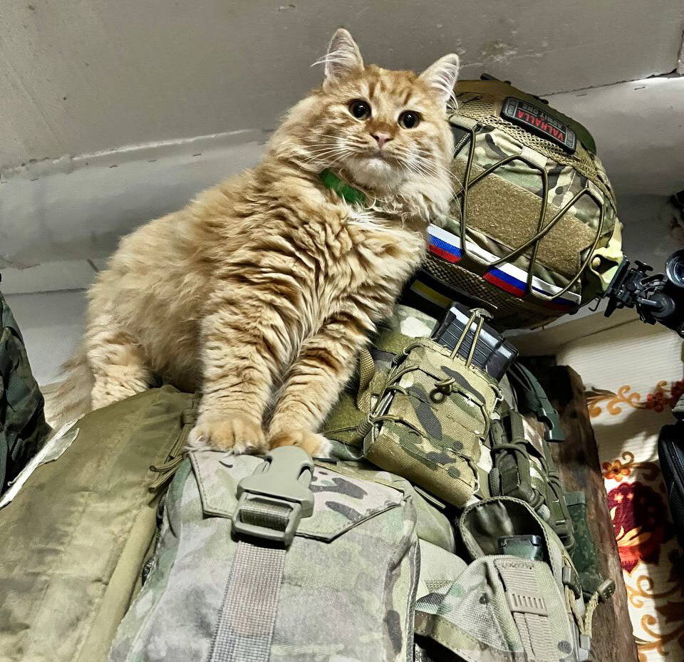 Боевой кот