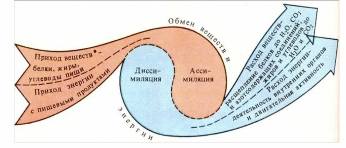 Схема обмена энергии в организме