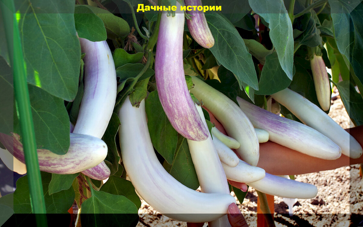 https://vk.com/photo-159774511_457259173. «Виталик»