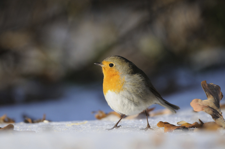 Работа орнитолога весьма увлекательна, ведь наблюдать за птицами приятно и интересно. Зарянка-зимовщик. Фото: Виктор Тяхт 