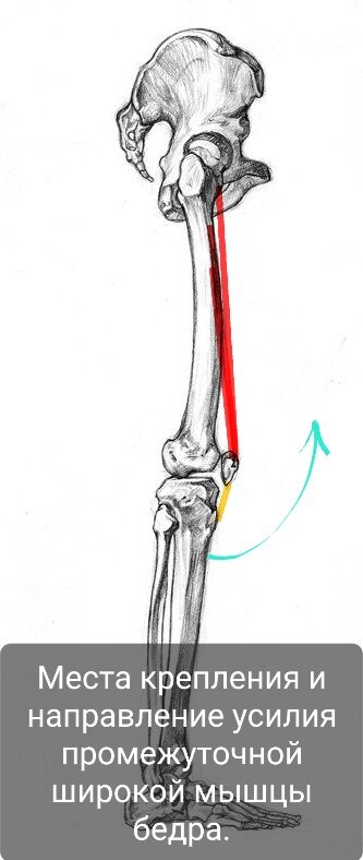 Четырехглавая мышца бедра