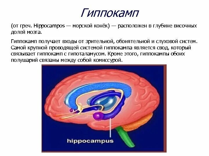 Вы точно человек?