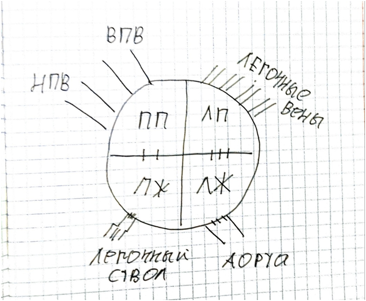 Сердце человека - читайте бесплатно в онлайн энциклопедии «биржевые-записки.рф»