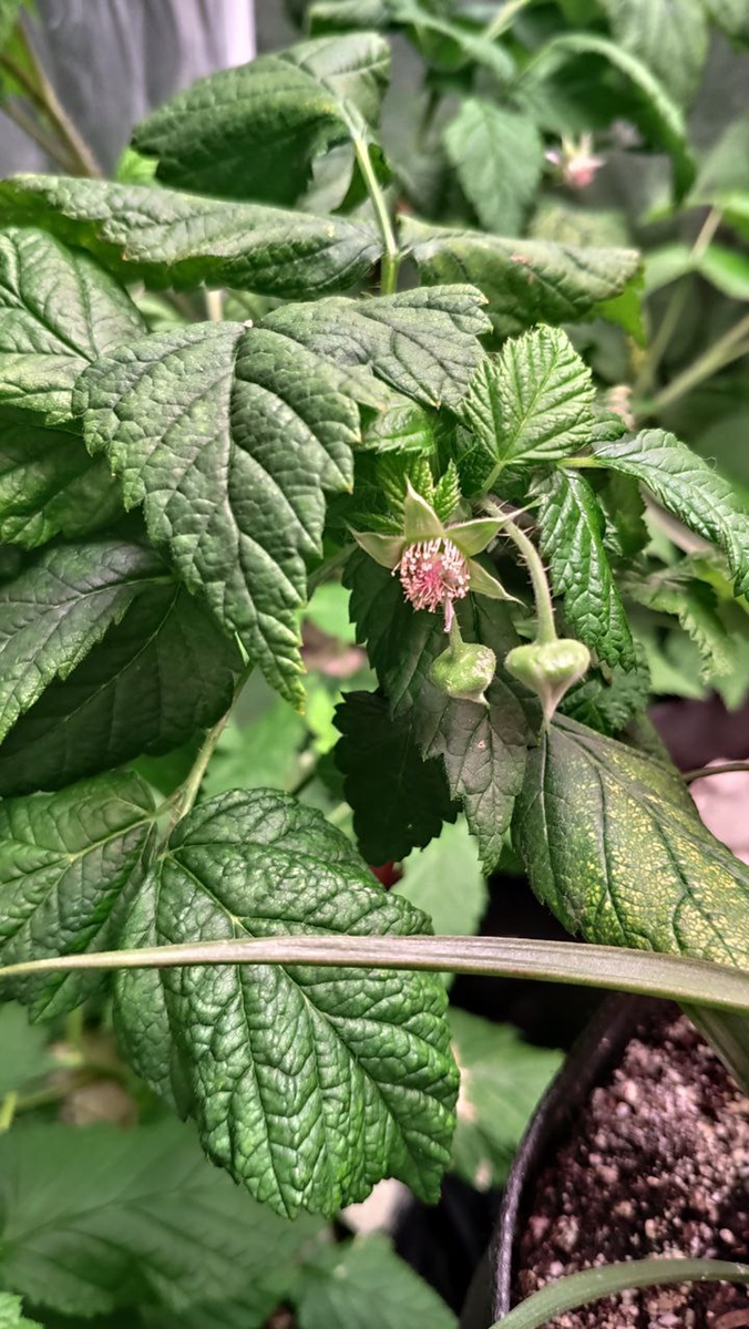 У нас тут малина цветёт в феврале😉 Еще осенью 2022 года мы купили саженцы малины и смородины.-8