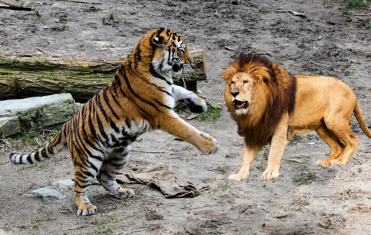 Лев против тигра. Лев против тигра схватка. Схватка тигров