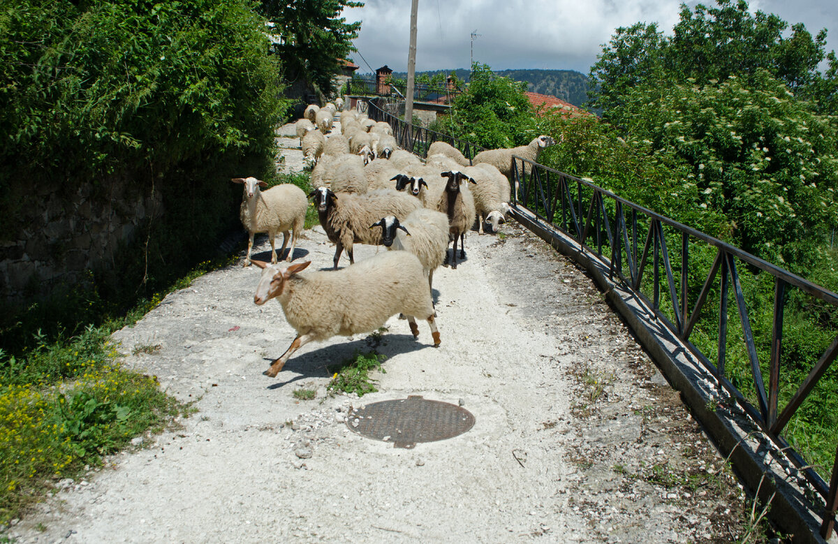Сельское хозяйство не прельщало буйного юношу