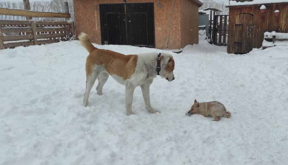Дуся с Фоксом. Про него потом расскажу.... )
