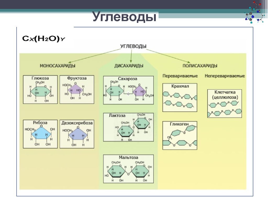 Углеводы картинки биология