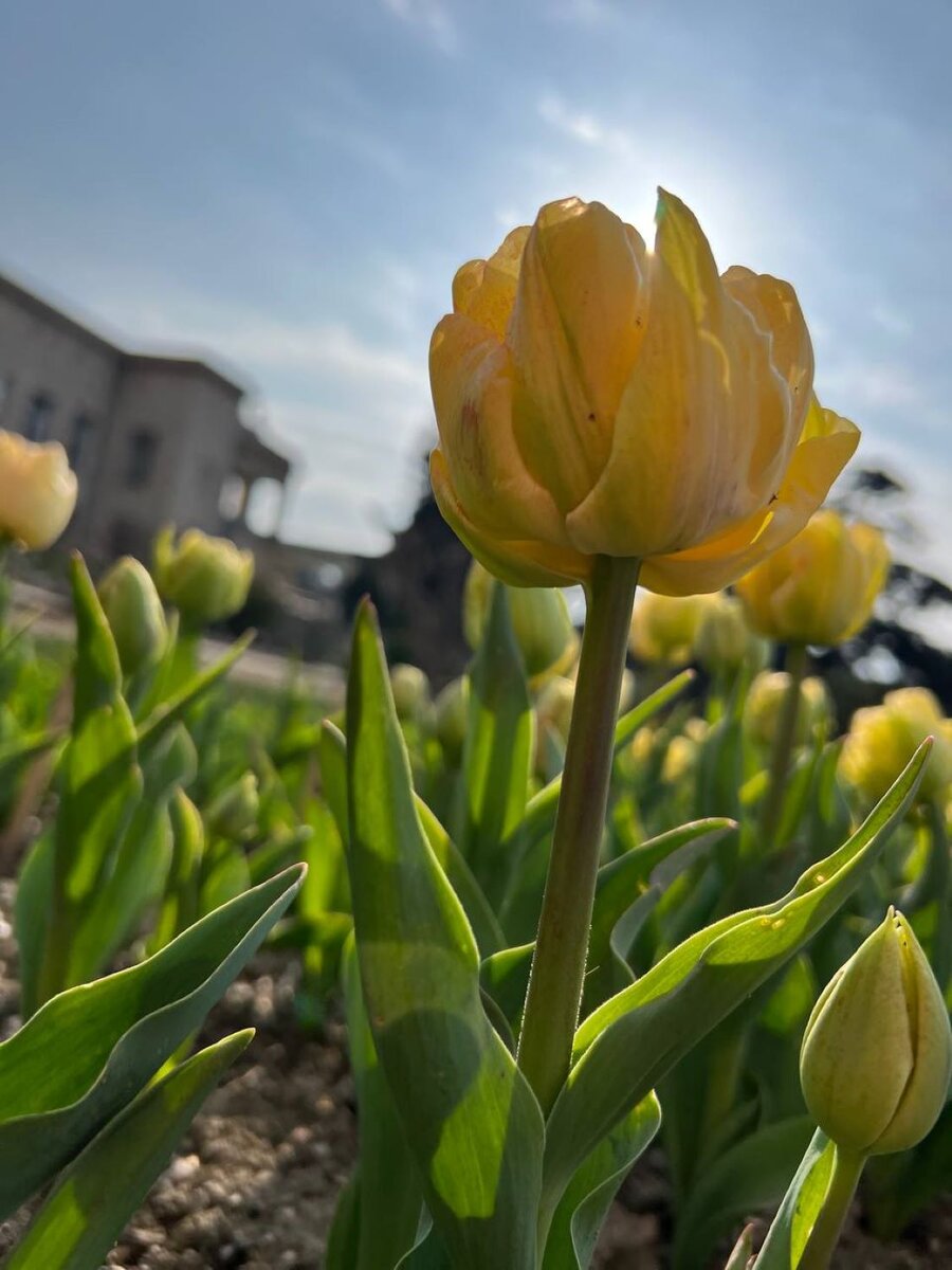 Тюльпаны // Фото: Анна Корякова