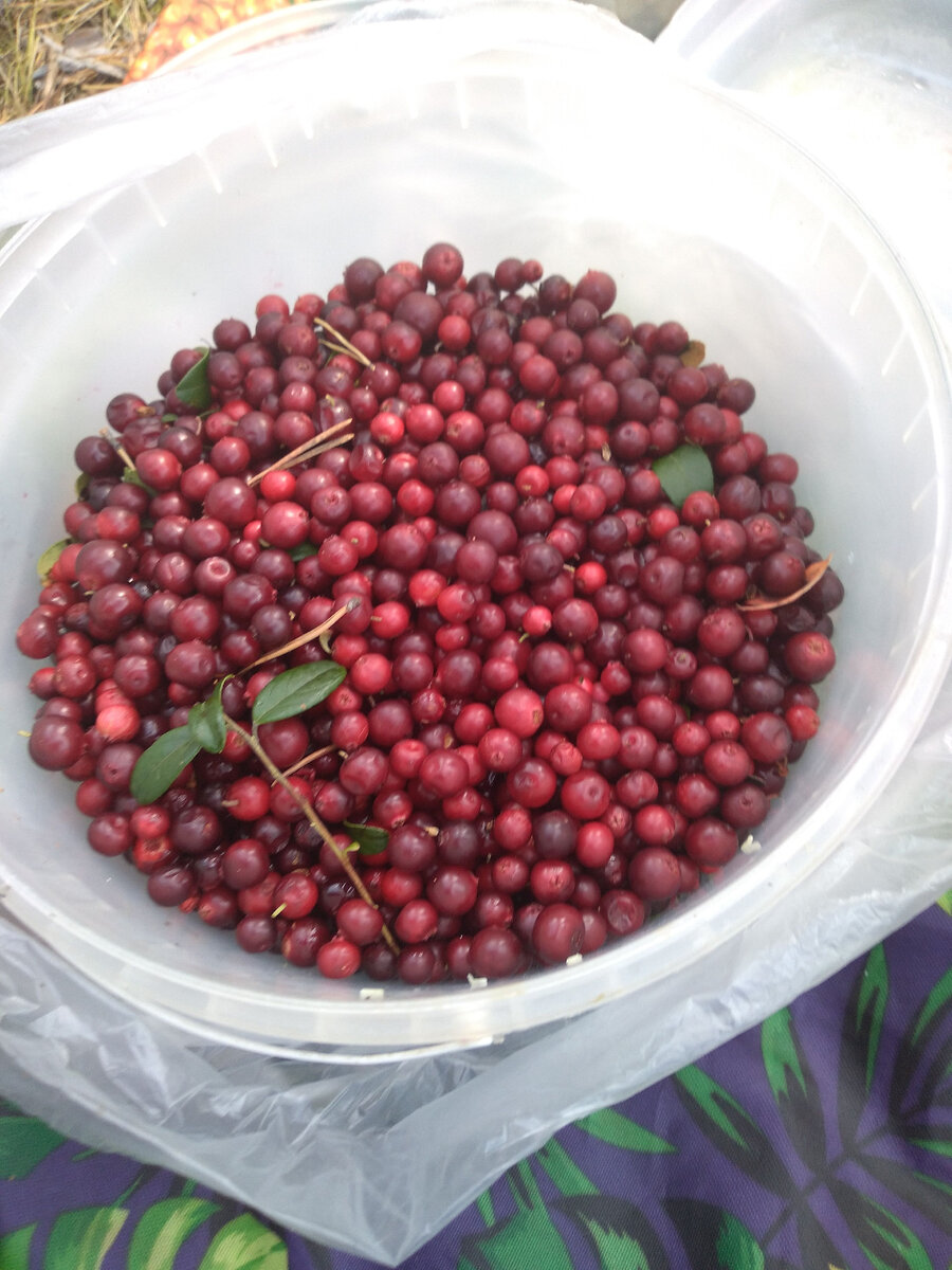 Самая целебная ягода - брусничка!