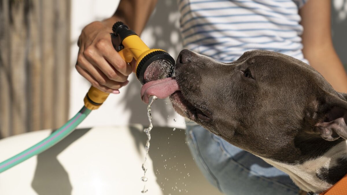 Golpe de calor en perros que hacer