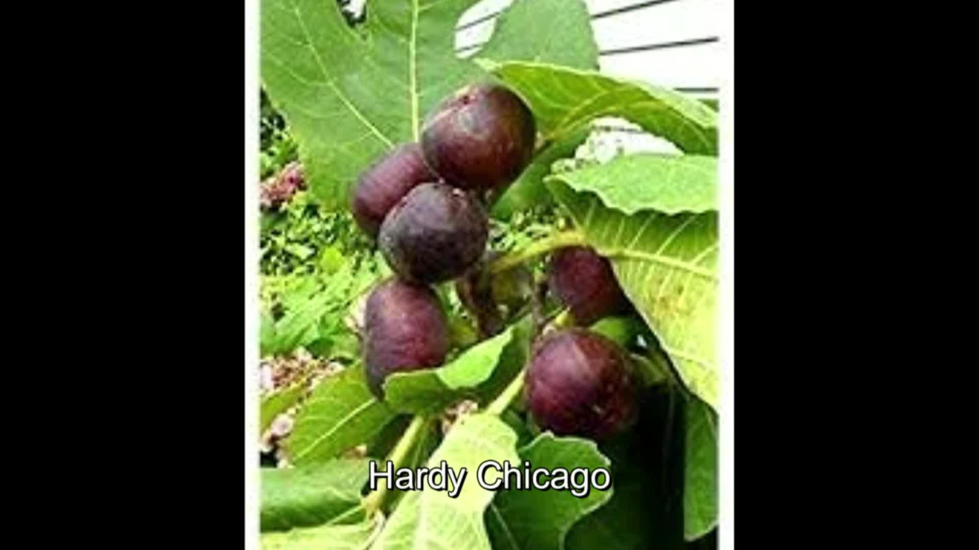 Инжир черный принц. Инжир полосатый со вкусом клубники панч. Инжир чикаго харди. Инжир чикаго харди описание. Инжир харди чикаго описание.