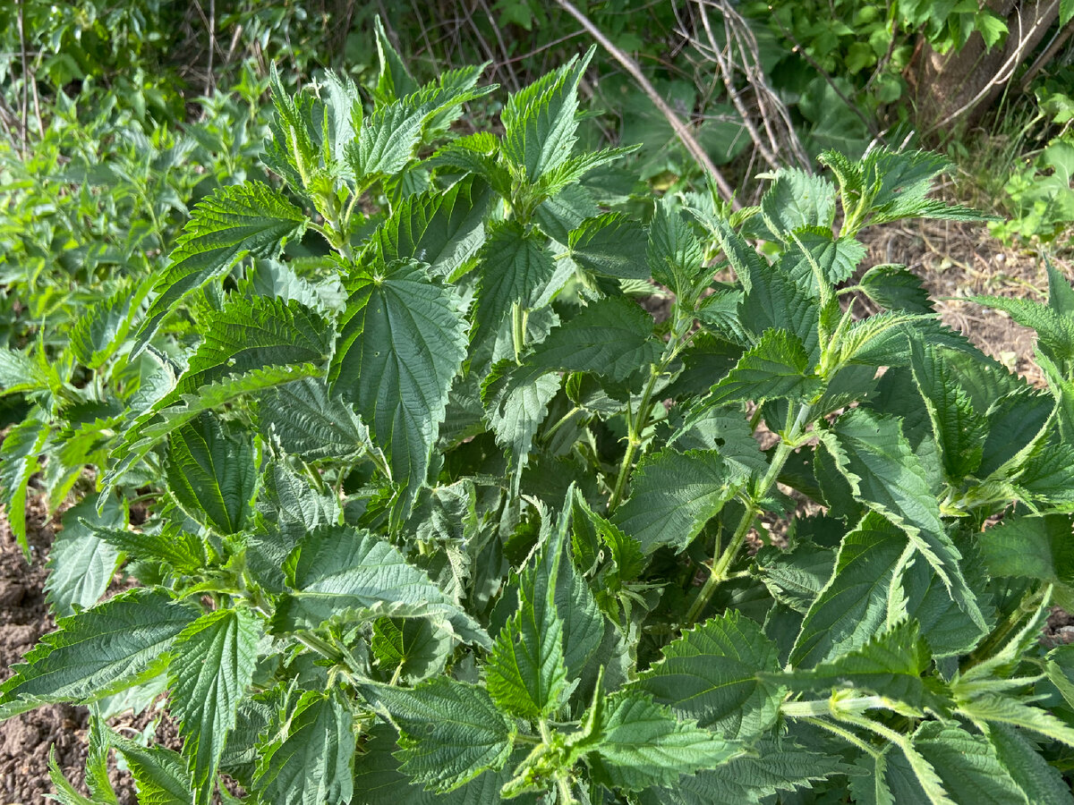 Крапивы у нас море, главное собрать ее пока не начала цвести 