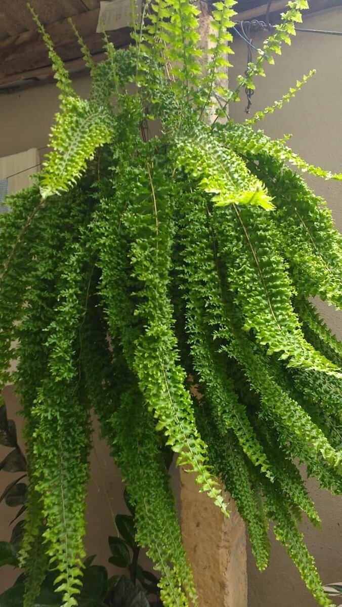 Нефролепис 