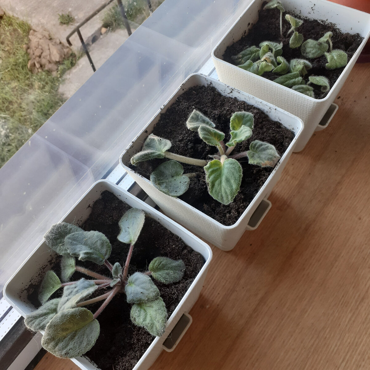 Фиалки. Фото автора.