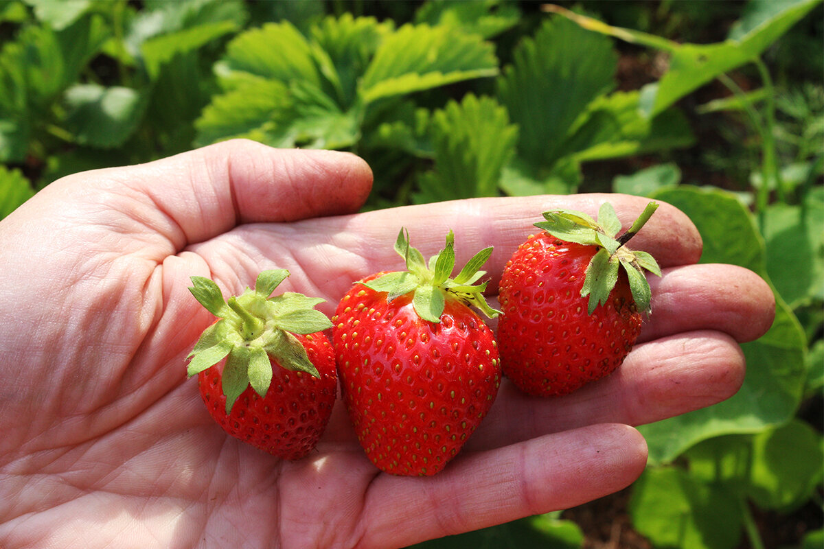 фото из архива автора