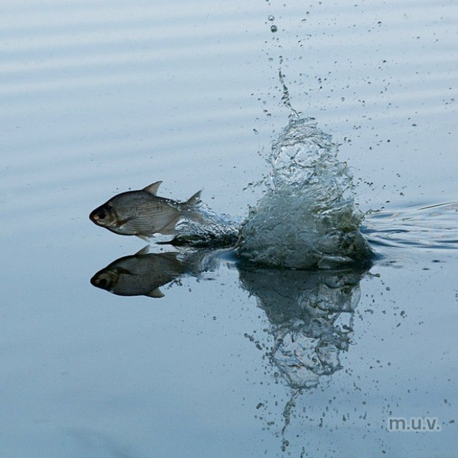 Рыба уходит. Рыба плещется в воде. Рыба выглядывает из воды. Рыба плавает в реке. Рыба выпрыгивает из воды.