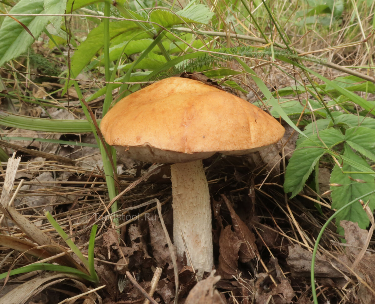 Такой покой вокруг, что редкие подосиновики вымахали невозбранно (фото И.Лебединского)