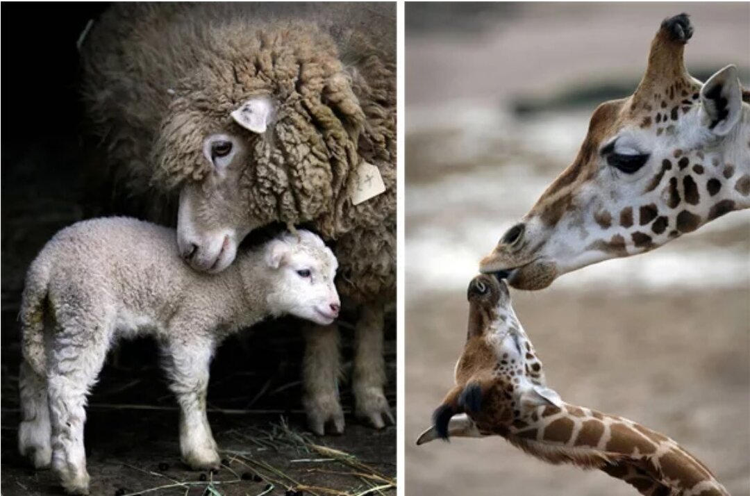 Домашние животные и их названия. Дикие и домашние животные. Детеныши каких животных. Кенгуру с детенышем. Необычные домашние животные.