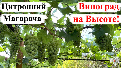 Цитронный Магарача – ВИНОГРАД на ВЫСОТЕ!