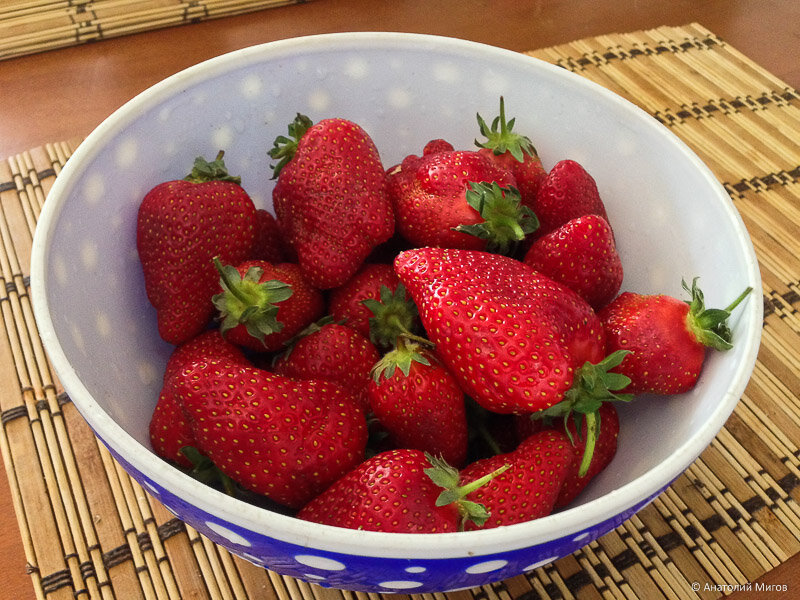 Клубника первого года посадки. Фото А.Мигова.