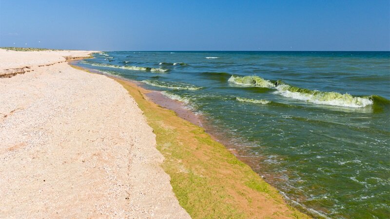 Цветущее море на Анапском побережье