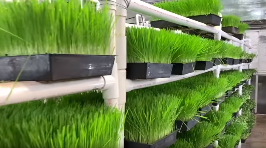 Специализированный магазин пророщенных семян в Калифорнии