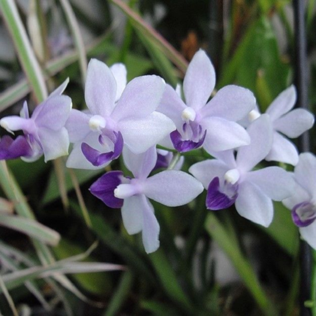 Tzu chiang sapphire орхидея. Фаленопсис tzu chiang sapphire. Орхидея сапфир. Орхидея сапфир. Фаленопсис tzu chiang sapphire blue.