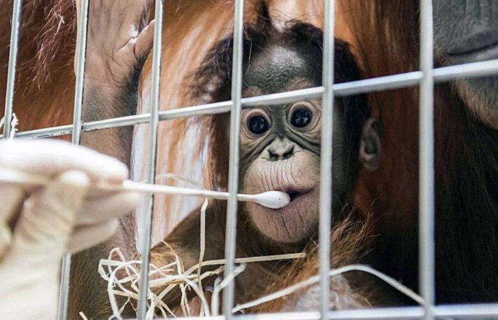 Источник фото: foxnews.com На фото запечатлен момент, как специалисты берут биологический материал для ДНК теста у 5-месячной Падмы.