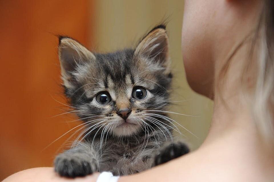 возьмите меня!