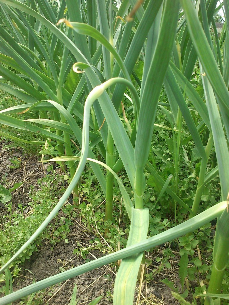 РАСТУТ ВКУСНЫЕ ЧЕСНОЧНЫЕ СТРЕЛКИ- ЖАРИМ ИЛИ МАРИНУЕМ