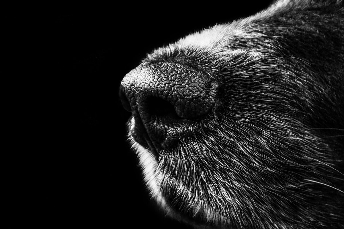 Нос каждой собаки уникален