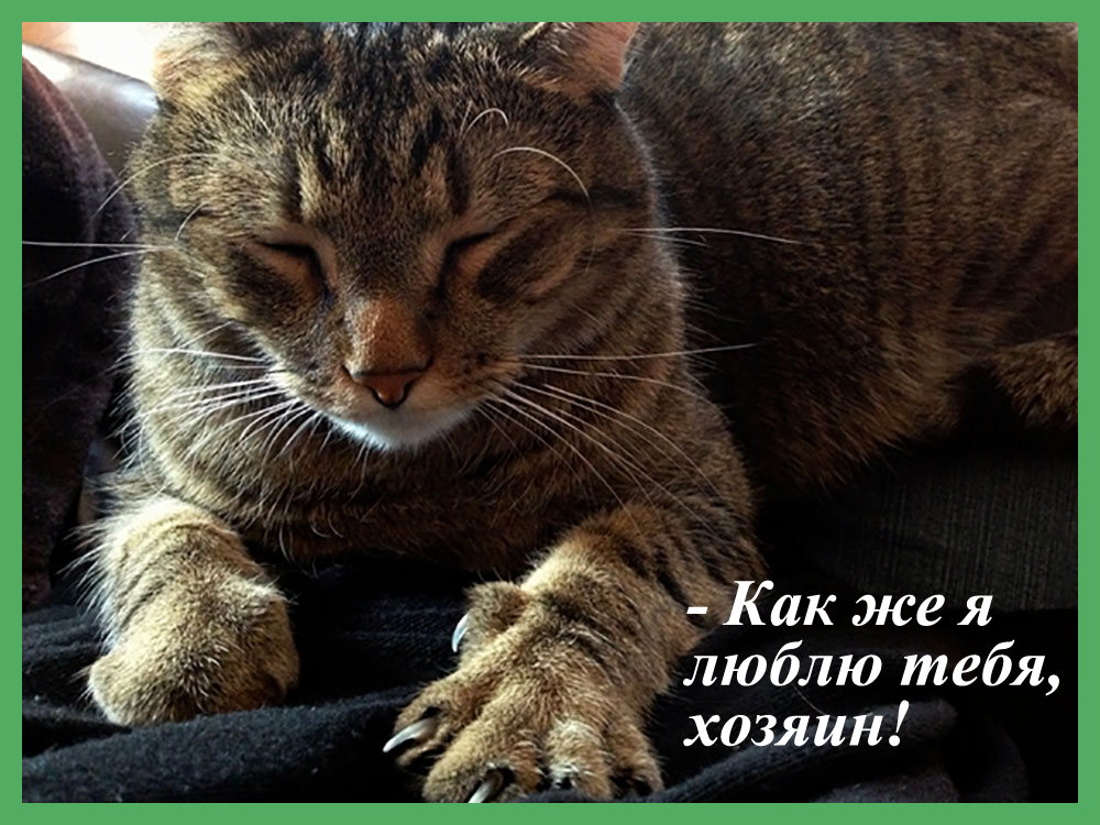 Выражение кошачьего блаженства