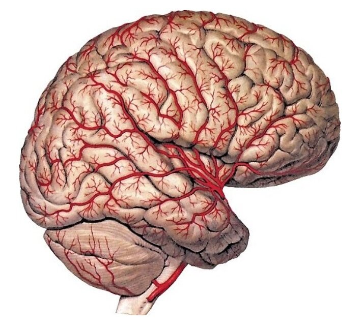 Сосудистый мозг. Кровоснабжение коры головного мозга. Кровеносные сосуды головного мозга человека анатомия. Церебральная артерия головного мозга. Церебральные сосуды головного мозга что это.