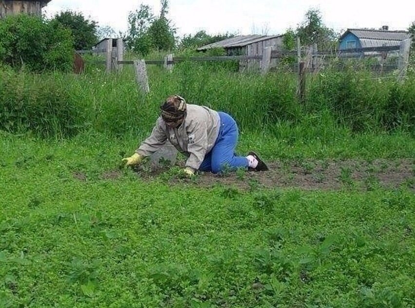 Отпуск на грядках картинки прикольные