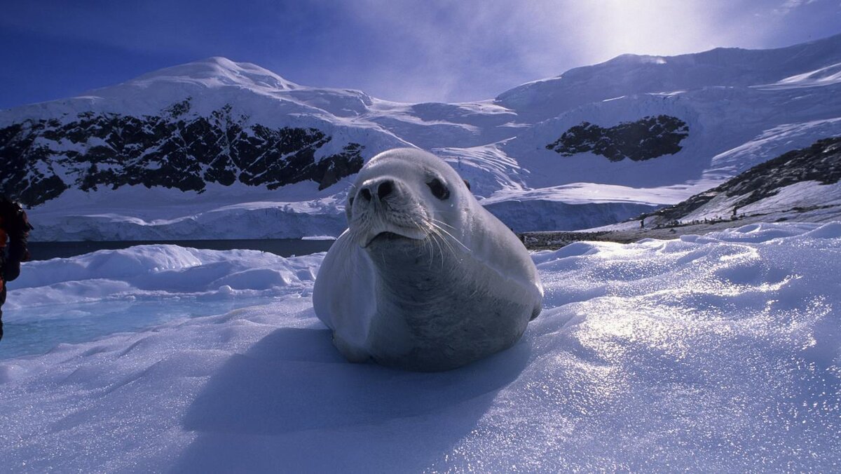 Тюлень Северный полюс