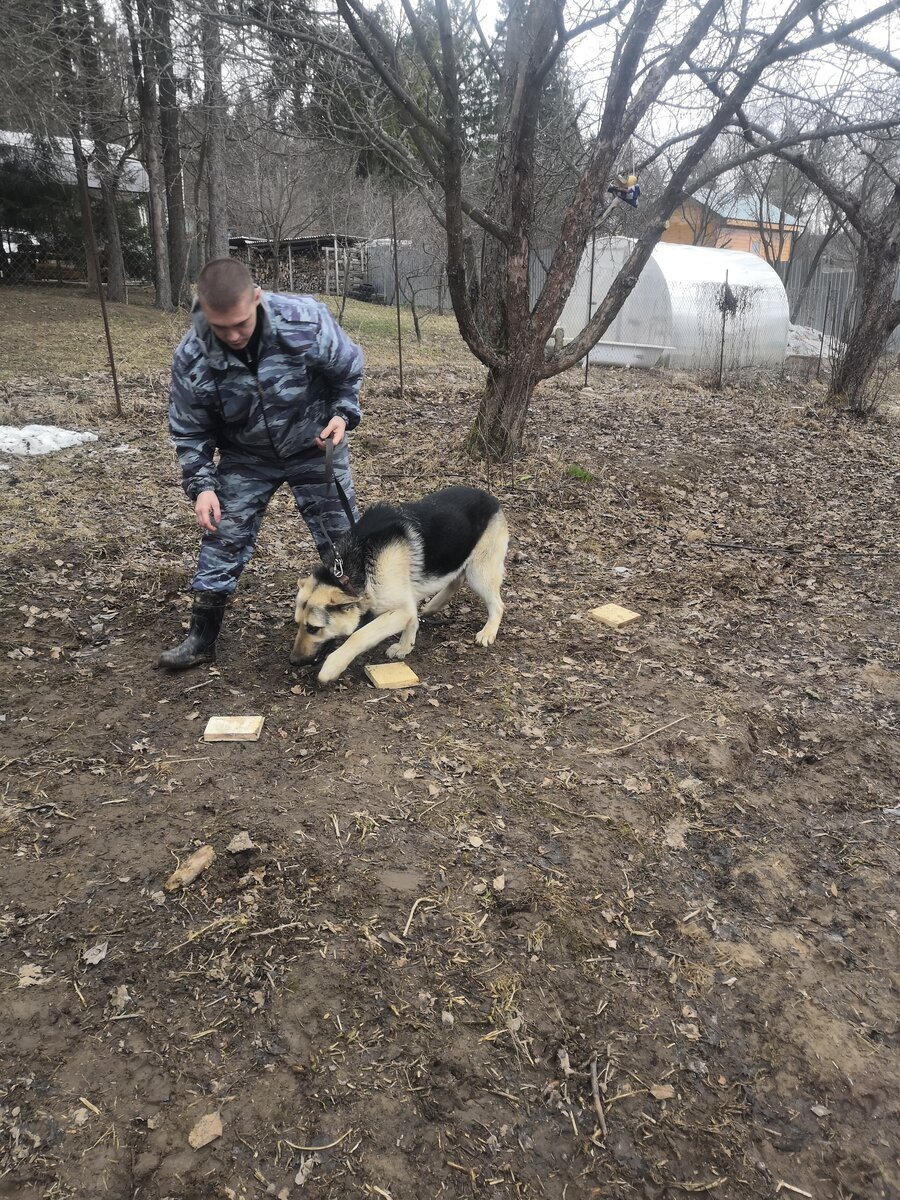 Дрессировка собак в "ЛоСфаС".