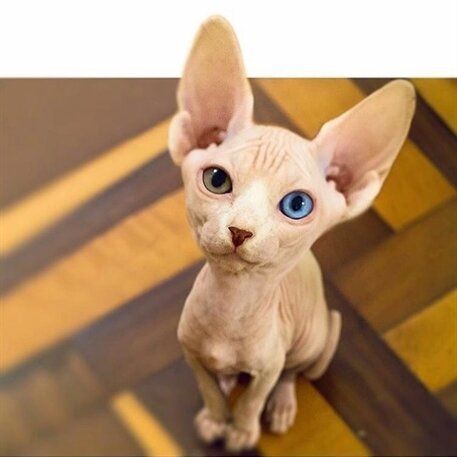 Фото из профиля в инстаграм @sphynx_mania