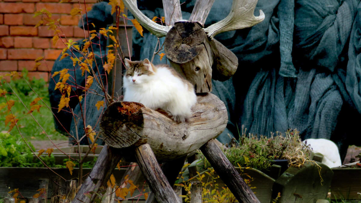 Кошак на Дворцовой ферме. Попал в моё видео. 