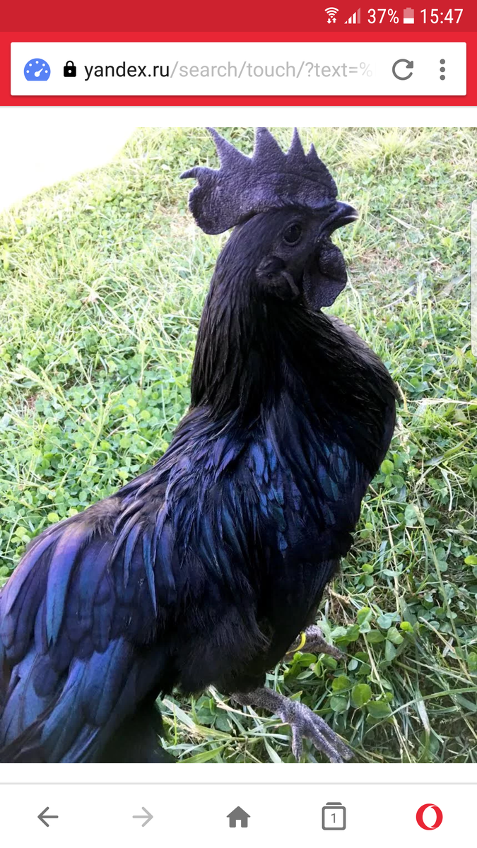 Петух Ухейилюй.