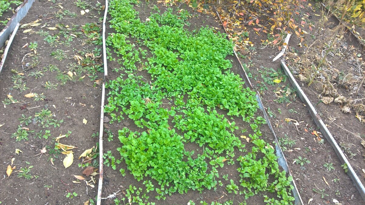 Сидераты в этом году посадили поздно, горчица выросла маленькая